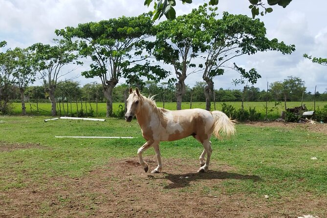 2-Hour Horseback Riding Tour at Sunset from Punta Cana - Professional photos on horseback, and how to make the most of them