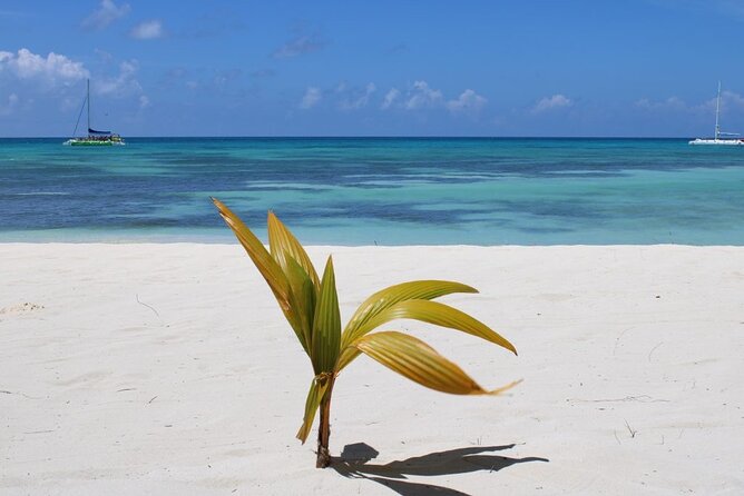 A Magical Day on Saona Island - Isla Saona: About Three Hours of Beach Time and Floating Vibes