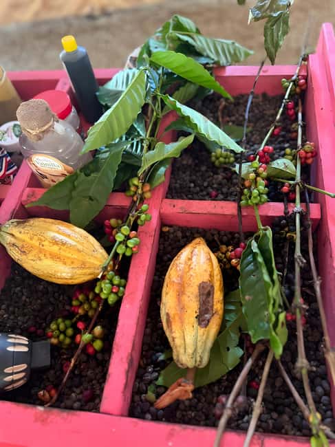 Buggy Tour in Punta Cana: Mamajuana - Coffee - Swimming in Cenote and Macao Beach - Handcrafted Buggy Ride, Mud Trails, and Mountain Views