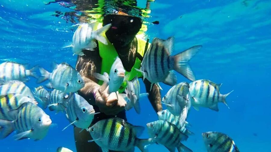 Catalina Island: Day Trip - Best Snorkeling! - Why Catalina Island snorkeling is the whole point