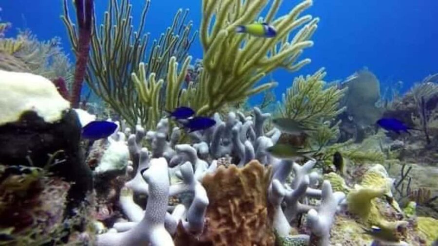 Catalina Island: Day Trip - Best Snorkeling! - Getting from Bávaro to the island: what the timing means