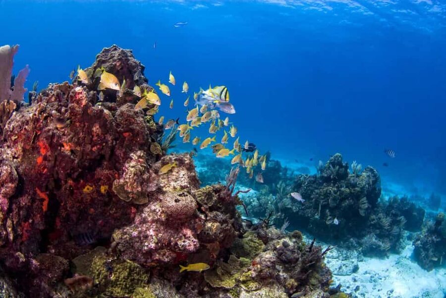 Catalina Island Full-Day Snorkeling + Lunch from Punta Cana - Price and value: is $98 a fair trade for a full day?
