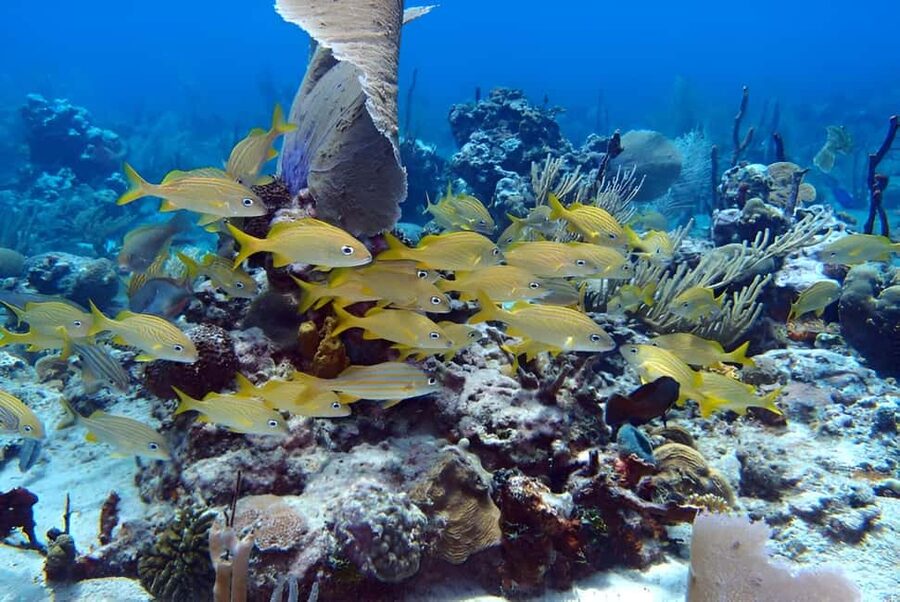 Catalina Island Full-Day Snorkeling + Lunch from Punta Cana - The road part: pickup options, the La Romana pass, and a Rio Cumayasa break