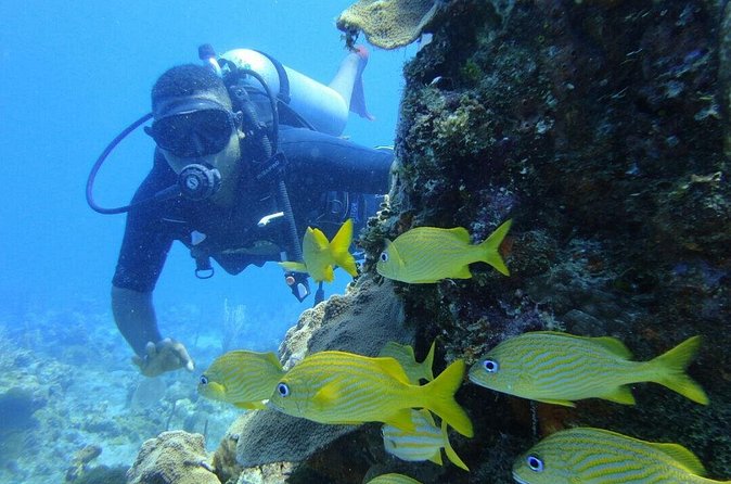 Catalina Island Scuba Diving and Snorkeling Tour from Punta Cana - Water stop one: The Wall and your first look at reef life