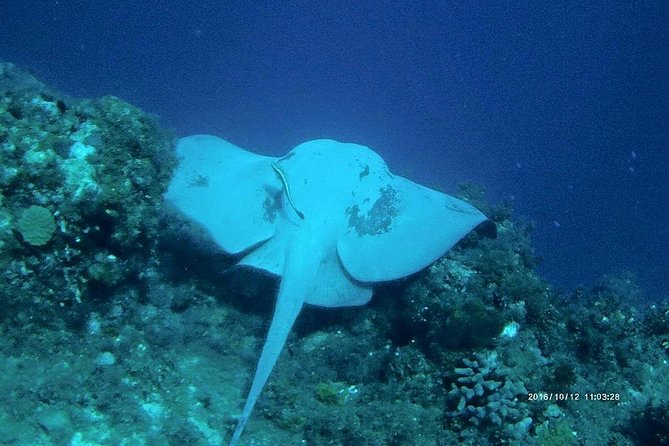 Catalina Island Scuba Diving and Snorkeling Tour from Punta Cana - Water stop two: The Aquarium and why it’s such a popular choice