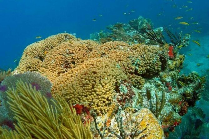 Catalina Island Scuba Diving and Snorkeling Tour from Punta Cana - Price check: is $170 per person good value?