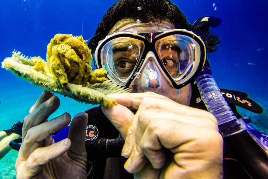 Catalina Island Scuba Diving Tour from Punta Cana - Key highlights that make this outing worth your time