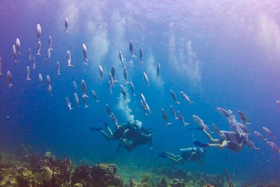 Catalina Island Scuba Diving Tour from Punta Cana - Price and value: is $175 a fair deal?