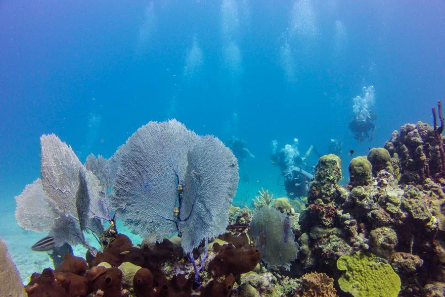 Catalina Island Scuba Diving Tour from Punta Cana - East-side underwater stop at The Wall: what to expect