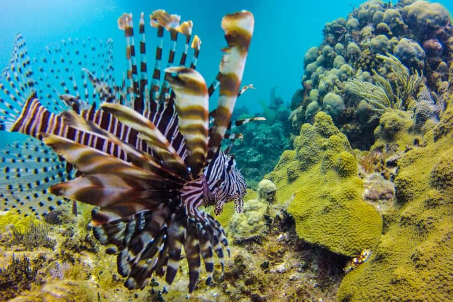 Catalina Island Scuba Diving Tour from Punta Cana - Snorkeling off the beach: a low-stress add-on