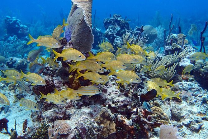 Catalina Island Snorkel Excursion from Punta Cana - Boarding the Catamaran: The Part That Sets the Tone for Your Day