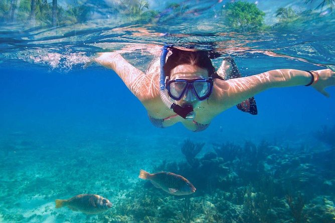 Catalina Island & Snorkeling Tour - Who should book this Catalina Island snorkeling tour