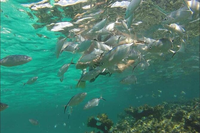 Catamaran and Snorkeling Party with Drink Included in Punta Cana - Dolphins From Afar: Photo Moment Without the Hassle