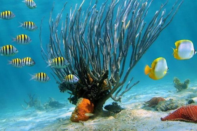 Catamaran Catalina Island Day Trip with Lunch - Snorkeling at The Wall: what to expect and how to prepare