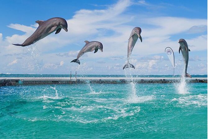 Catamaran Party in Punta Cana with Unlimited Drinks - From dolphin photo stop to snorkeling: how the route feels