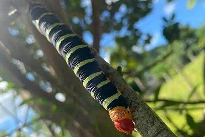 Discovery DE the real Dominican Republic EN small committee. - Stop 4 in Anamuya: the coffee and cocoa plantation you will remember
