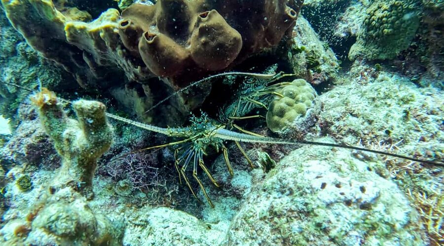 diving without a license catalina island from punta cana - Catamaran day comfort: nice views, but expect boat quirks