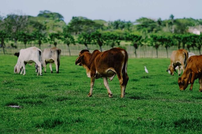 Dominican Republic Cultural Country Safari Tour from Punta Cana - Price and logistics: is $60 a fair deal?