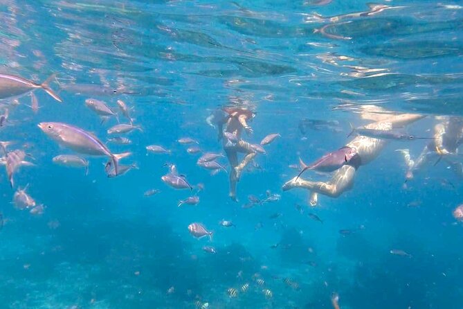 Excursion to Catalina Island and Snorkeling from Punta Cana - Snorkeling The Wall: Clear Water, Real Sea Life, and One Key Check