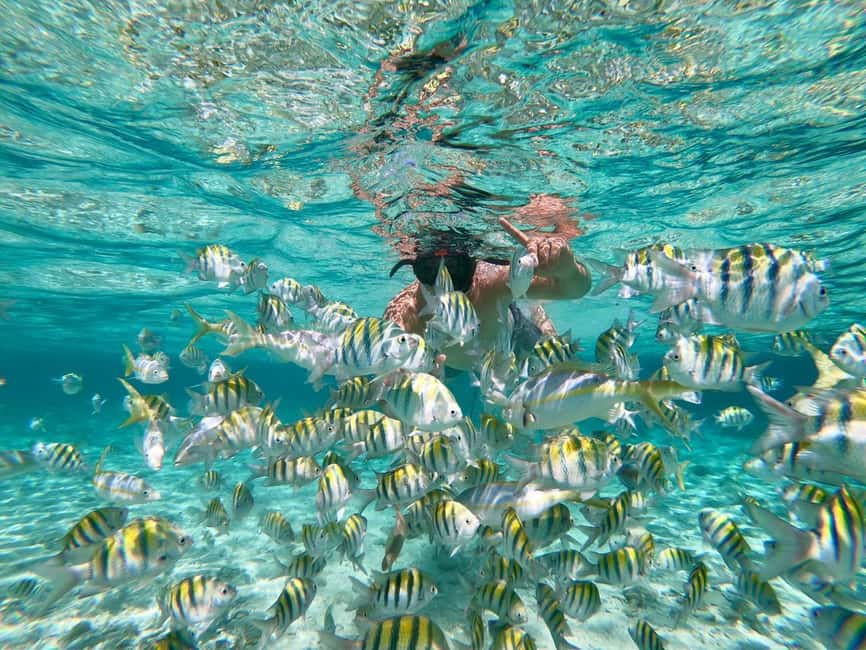 From Bavaro, Punta Cana: Boat Party, Snorkeling, Drinks, Snacks, and Transportation - Key highlights to know before you go