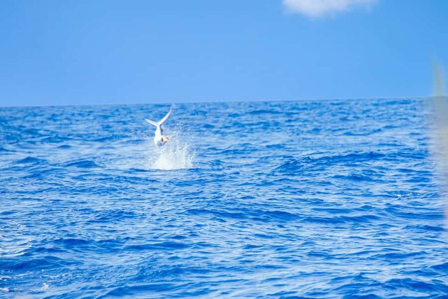 From Punta Cana: Deep Sea Fishing Tour by Boat with Drinks - Comfort on board: drinks included, sun care essential, and the sea condition test