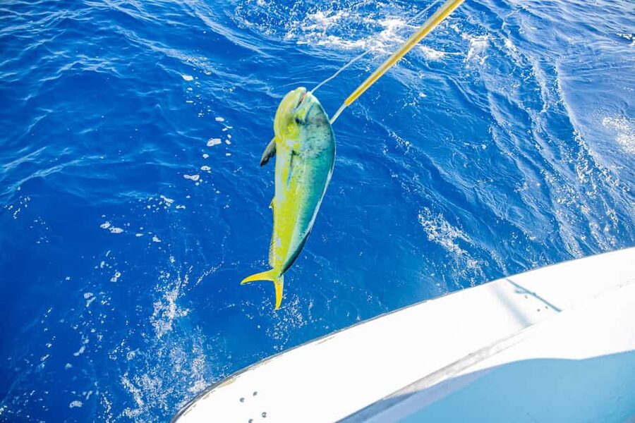From Punta Cana: Deep Sea Fishing Tour by Boat with Drinks - Meeting your boat: pickup that matters, and one practical warning
