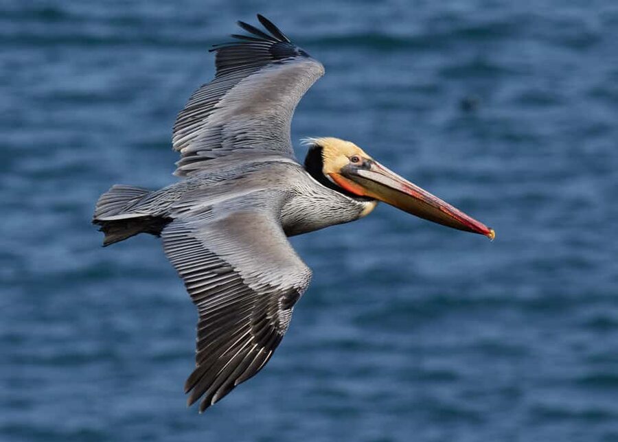 From Punta Cana: Los Haitises & Caño Hondo Private Boat Tour - Lunch Included: What You’ll Probably Find