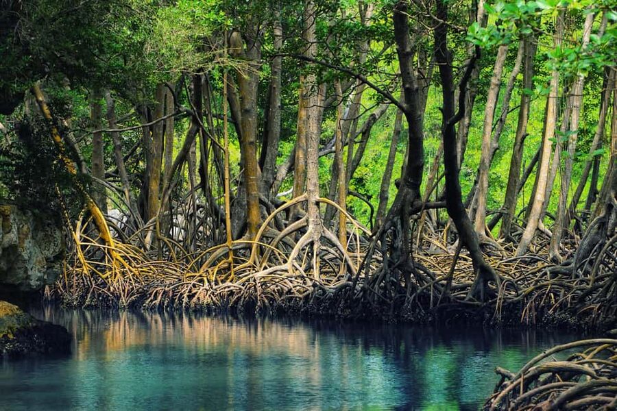 From Punta Cana: Los Haitises Guided Day Tour - Arena and Linea caves, where Taíno pictograms and petroglyphs are the main event