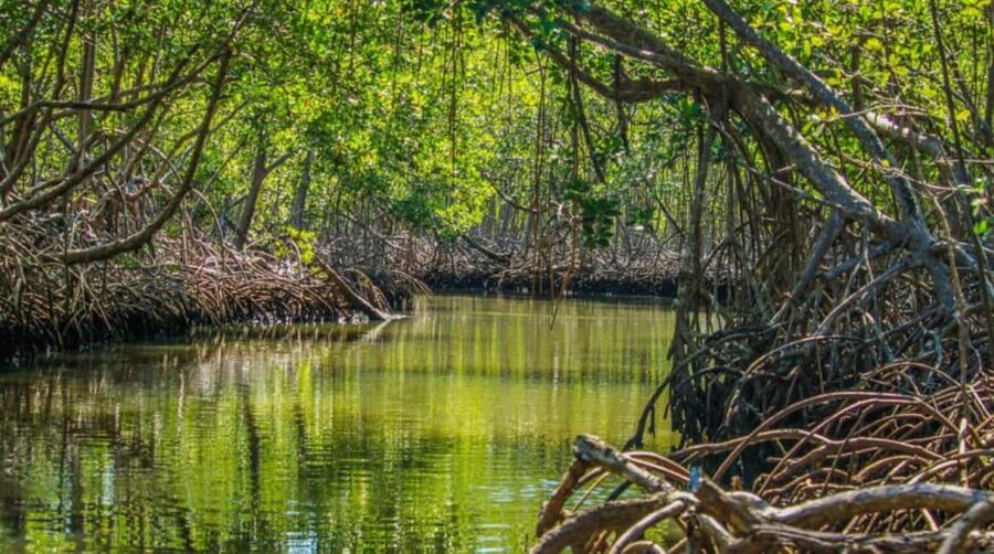 From Punta Cana: Los Haitises Guided Day Tour - Price and value at $125 per person, what is included and what is not