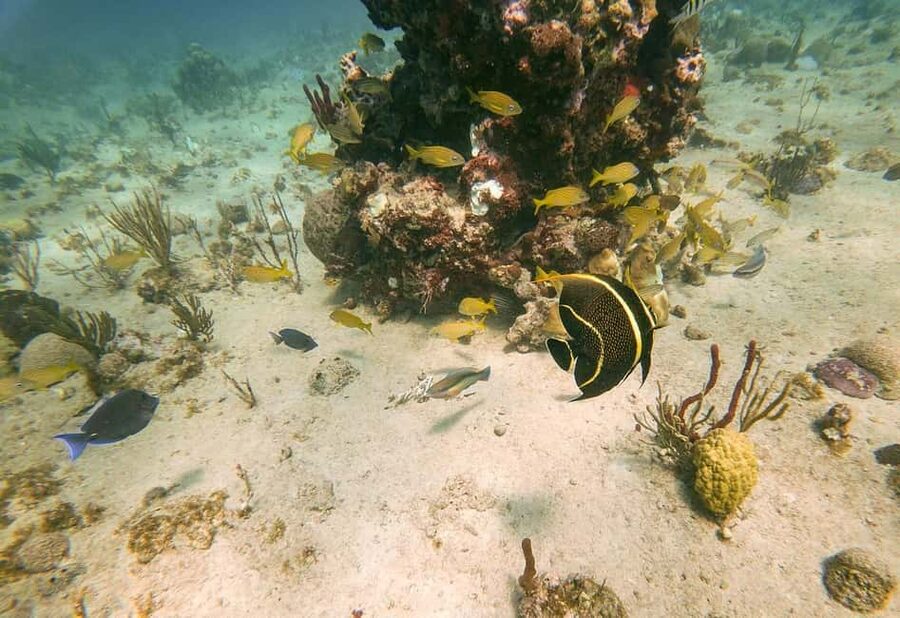 From Punta Cana or Bayahibe: Catalina Island with Snorkeling - Watch Outs, Based on Past Trips and How to Avoid Them