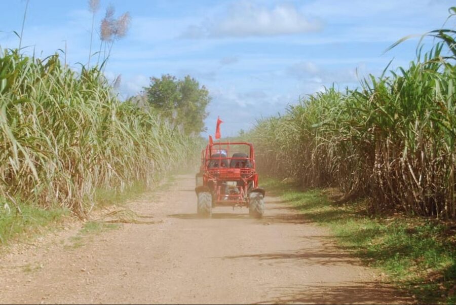 From Punta Cana or La Romana: Sugarcane Fields Buggy or Quad - Price and Value, Is $45 a Smart Deal?