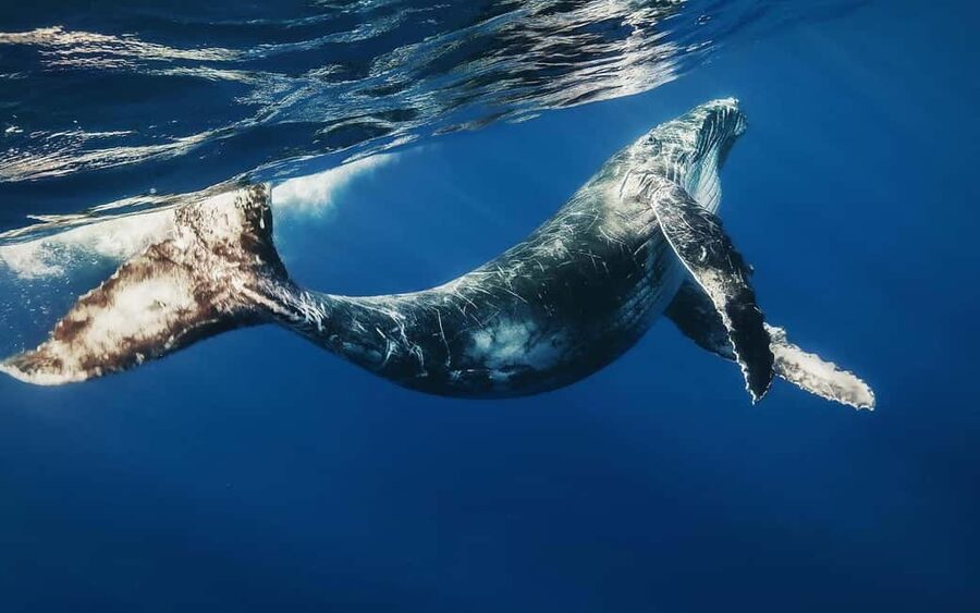 From Punta Cana: Samana Bay Private Whale Watching Cruise - The Private Boat Whale Watching Experience in Samana Bay