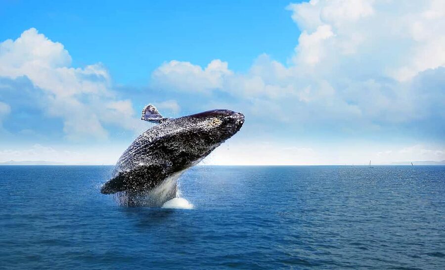 From Punta Cana: Samana Bay Whale-Watching Cruise with Lunch - Key Things You’ll Notice on This Samana Whale Cruise