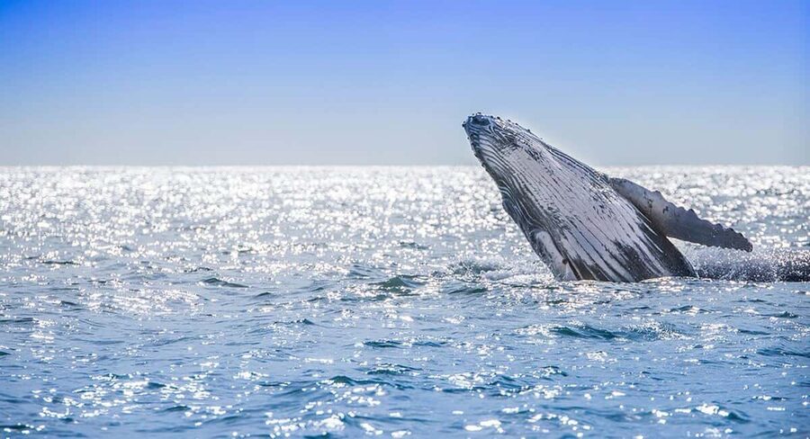 From Punta Cana: Samana Bay Whale-Watching Cruise with Lunch - Who This Tour Fits Best in Samaná Bay