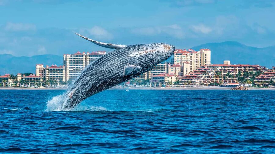 From Punta Cana: Samana Bay Whale-Watching Cruise with Lunch - Punta Cana to Samana Bay: The Transfer That Sets the Day Up