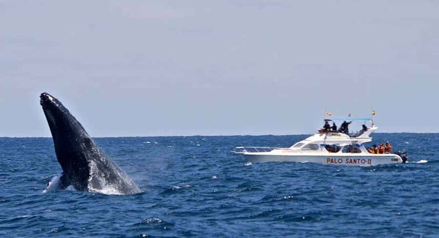 From Punta Cana: Samana Bay Whale-Watching Cruise with Lunch - Cayo Levantado Beach Stop: Lunch With a View
