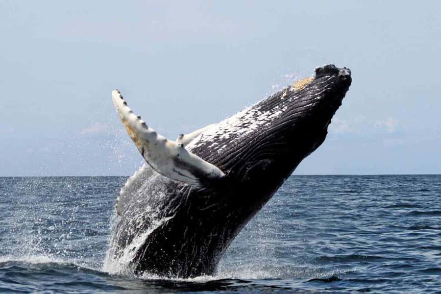 From Punta Cana: Samana Bay Whale-Watching Cruise with Lunch - Timing Pressure: Why the 8 Hours Can Feel Full