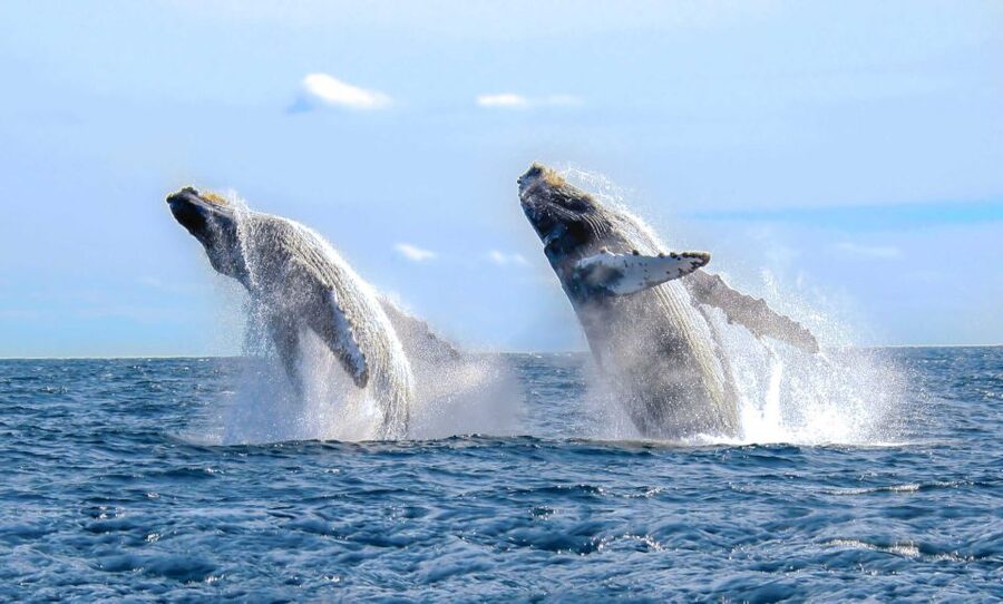 From Punta Cana: Samana Bay Whale-Watching Cruise with Lunch - Languages and the Live Guide: A Practical Comfort