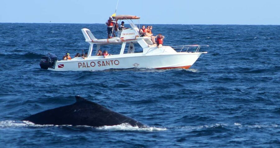 From Punta Cana: Samana Bay Whale-Watching Cruise with Lunch - Whale-Watching on the Boat: What You’re Really Going For