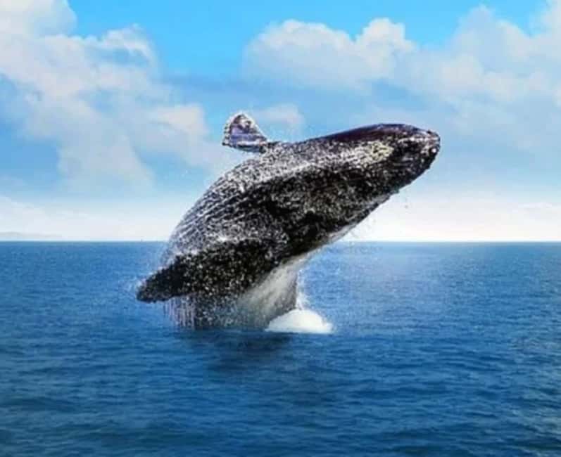 From Punta Cana Samana Tour With Cascada El Limon And Food - Whale Watching in Samaná Bay (January to April): What You’re Really Paying For