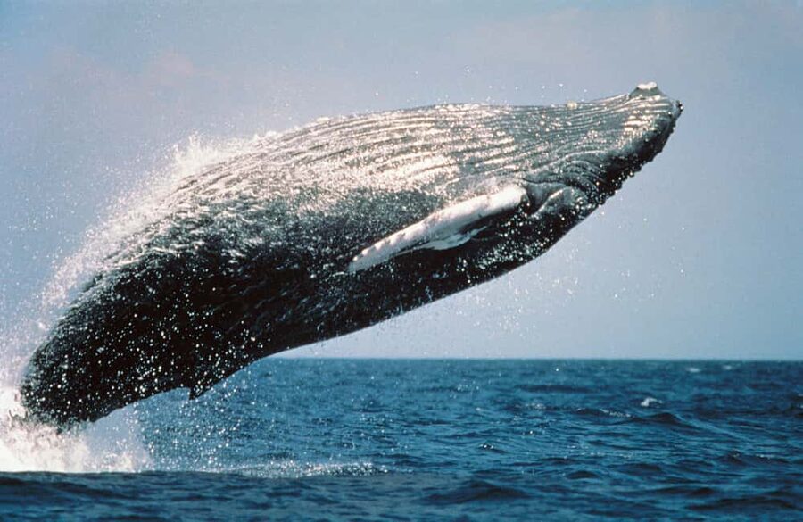 From Punta Cana: Sanctuary Whale Watching Day Trip - The Punta Cana to Samana travel day, what “12 hours” really feels like