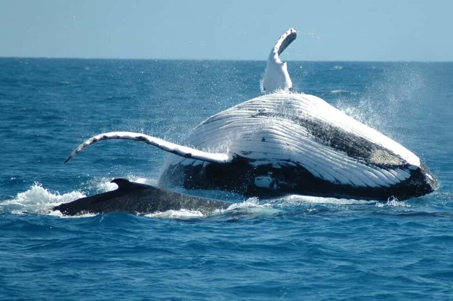 From Punta Cana: Sanctuary Whale Watching Day Trip - Miches ranch morning and the countryside drive you actually notice