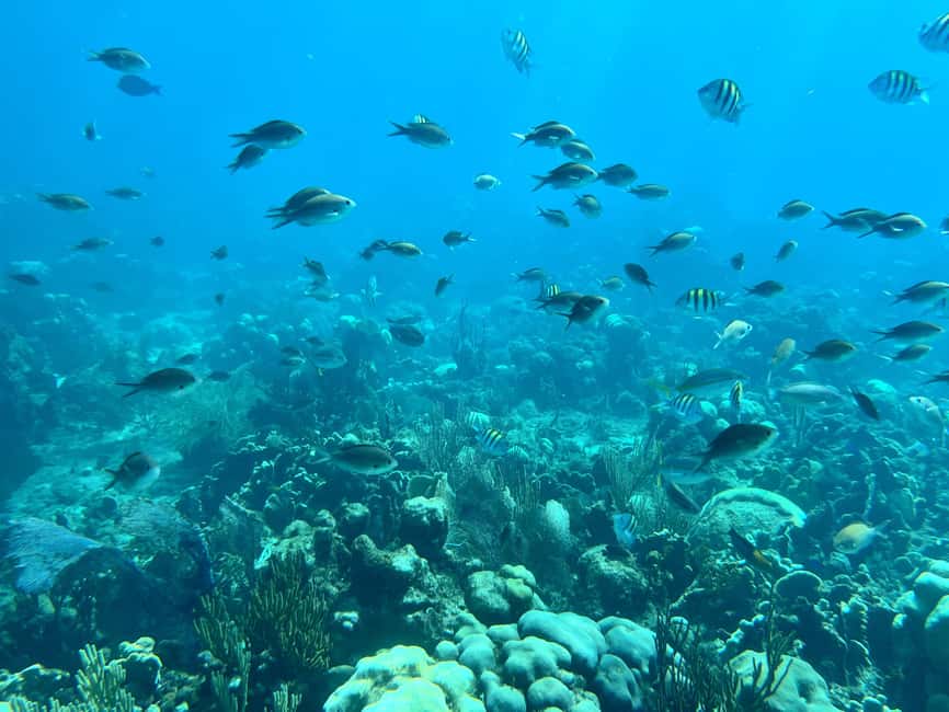 From Punta Cana: Small Group Catalina Island Snorkeling Tour - Punta Cana to Catalina Island, with less waiting than you expect