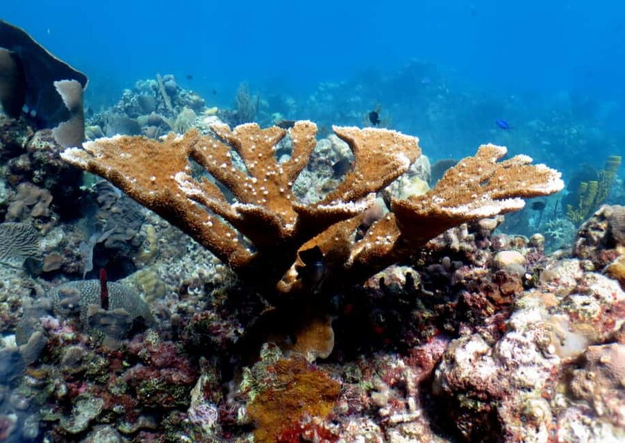 From Punta Cana: Small Group Catalina Island Snorkeling Tour - The boat ride matters, and this one is built for it