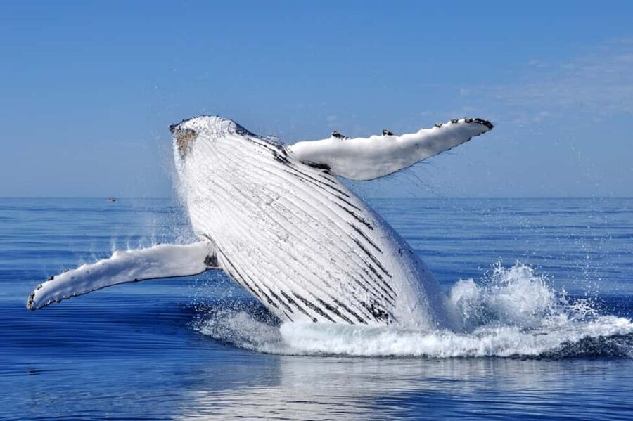 From Punta Cana: Whale Watching and Montana Redonda Tour - Catamaran whale watching in Samana Bay: what you might see