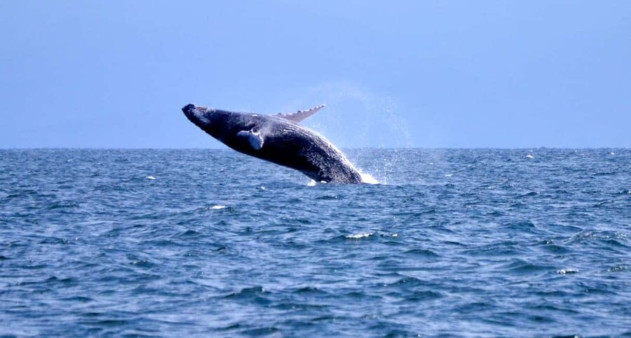 From Punta Cana: Whale Watching and Montana Redonda Tour - The coach ride to Montaña Redonda and the safari truck climb