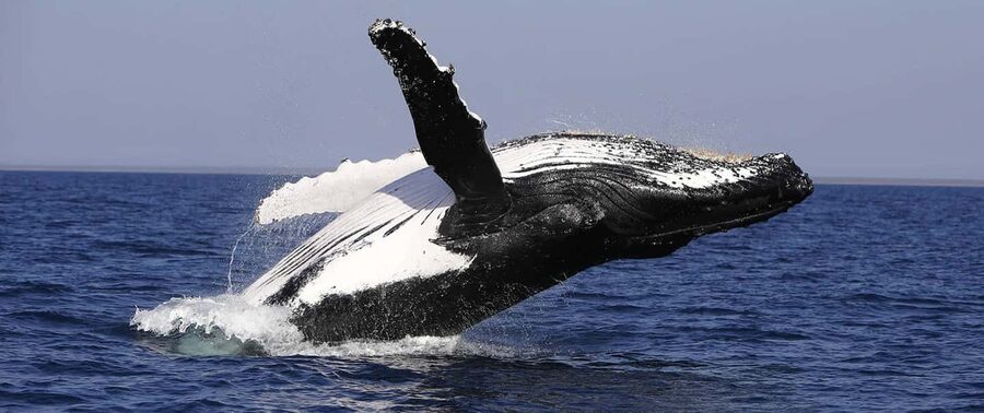 From Punta Cana: Whale Watching and Montana Redonda Tour - Lunch on the mountain with Atlantic coast views