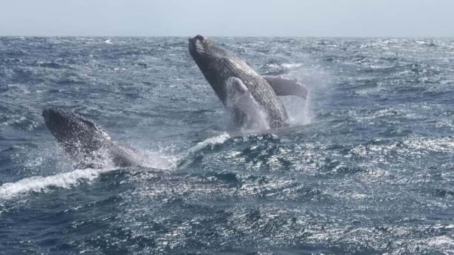 From Punta Cana: Whale Watching and Montana Redonda Tour - Getting back to Punta Cana through the interior