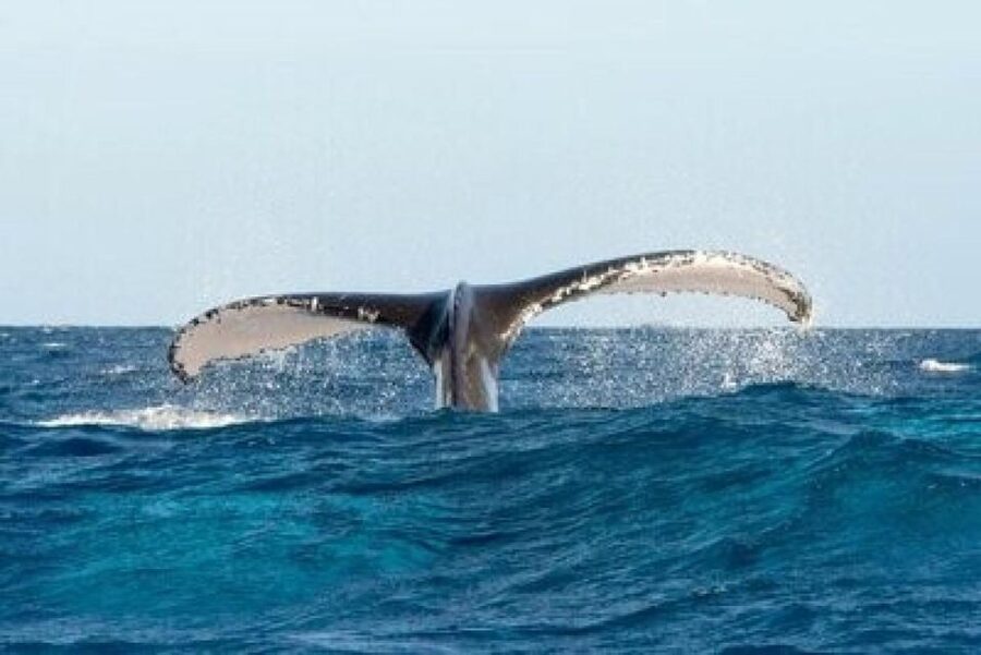 From Punta Cana: Whale Watching and Montana Redonda Tour - Who should book this tour, and who should skip it