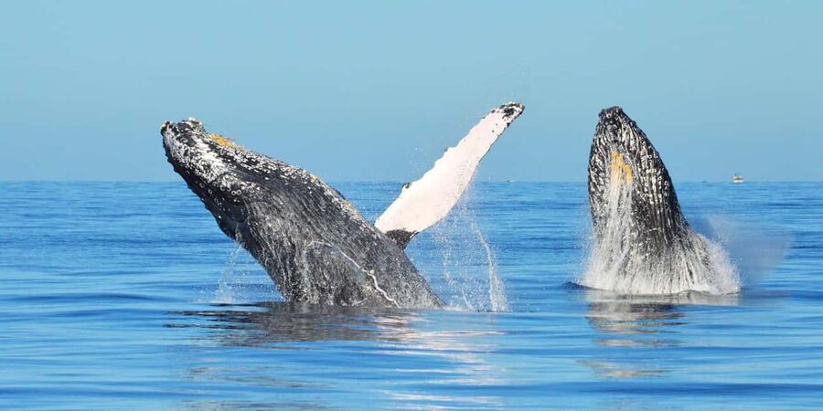 From Punta Canta: Whale Watching Cruise with Cayo Levantado - Key things to know before you book